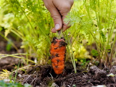 carrot harvest carrot 04 - 230x173